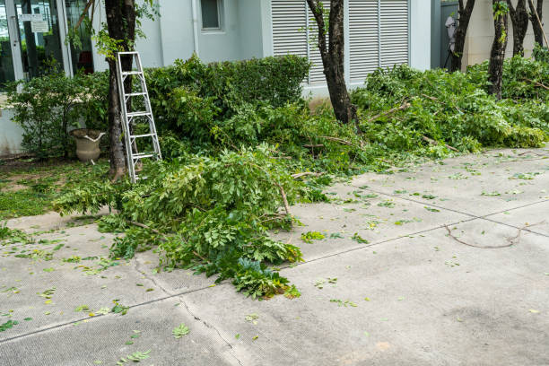 The Steps Involved in Our Tree Care Process in Andrews, SC